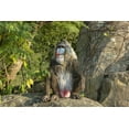 thumbnail image 3 of Décoration de Jardin Statue d'Animal Grand Mandrill Assis, 3 of 5