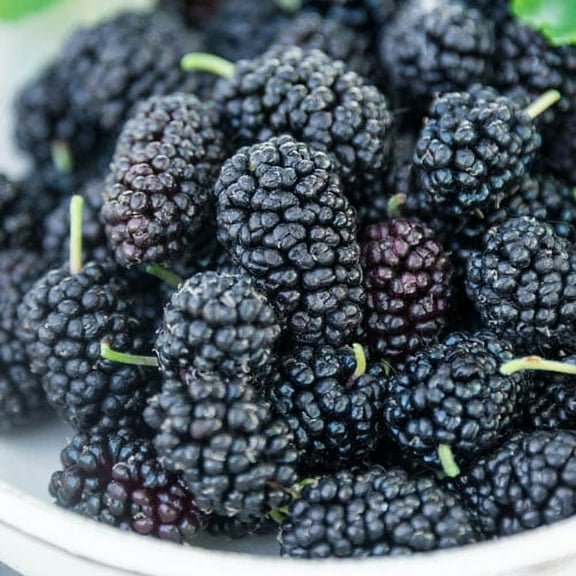 Mulberry Bush (Morus) Dormant Bare Root Starter Fruiting Plant (1-Pack)