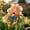 B, variant on Quality Iris For Gardening-Perennial Accent-Perfect for Bed Planting-Lawn Decoration(Non-Artificial)