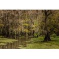 thumbnail image 2 of Jones, Adam 18x13 Black Ornate Wood Framed with Double Matting Museum Art Print Titled - Cypress trees and Spanish moss lining shoreline of Caddo Lake-Uncertain-Texas, 2 of 4