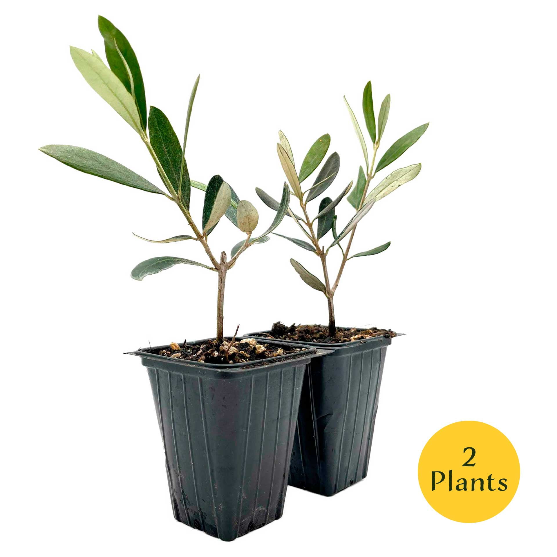 2 Mission Olive Trees – Evergreen Edible Olive Fruit Tree for Indoor or Outdoor Growing, Mediterranean Patio & Container Plant (Olea europaea ‘Mission’) in 3.5″ Cubes, Live Plants