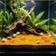 thumbnail image 5 of Tapete de Césped Artificial para Acuario: Sustrato Vegetal Denso y Realista para El Paisajismo de Peceras | Decoración de Césped Acuático Simulado, No Se Desprende, Tapete de Plástico Suave Seguro pa, 5 of 6