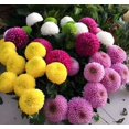 thumbnail image 4 of GSDWIUEW English Daisy Marguerite Mix Seeds – 560 Flower Seeds for Planting, 4 of 4