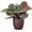 Copper, variant on Live Red Prayer Plant - Pet Safe - 4" Decorative Pot Cover - Thorsen's Greenhouse