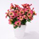 thumbnail image 1 of Flores artificiales Tallo de orquídea Flores de tacto real, 4 piezas, rosa Sincero  Hogar, 1 of 5
