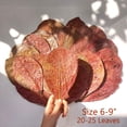 thumbnail image 2 of Hojas para acuario MATCHIMAA Indian Almond 15-23 cm 50 g, 2 of 8