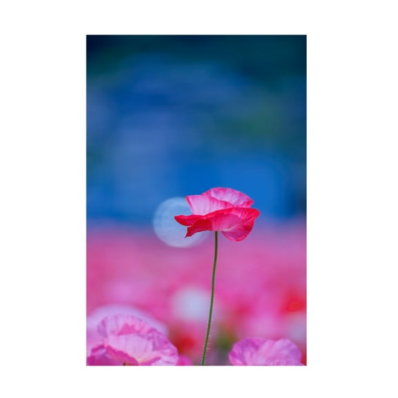 Trademark Fine Art Chisho Nakada Pink Floral Canvas Wall Art