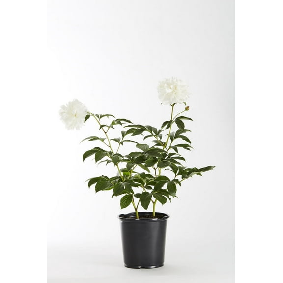Expert Gardener 1gal White Peony Live Perennial Plant Sun