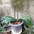 thumbnail image 3 of Orchid Flower Pot Clear Orchid Pot with Drainage Holes Raised Bottom Breathable Slotted Plant Pot for Repotting Indoor Outdoor Use, 3 of 7