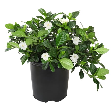 Altman Plants 2.25 Gal Gardenia Jasminoides August Beauty
