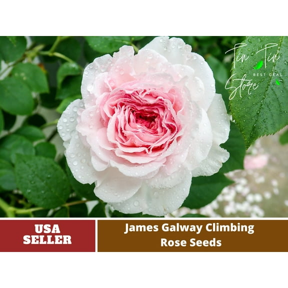 PEMDASGARDEN 30 James Galway Climbing Rose Plant Seeds
