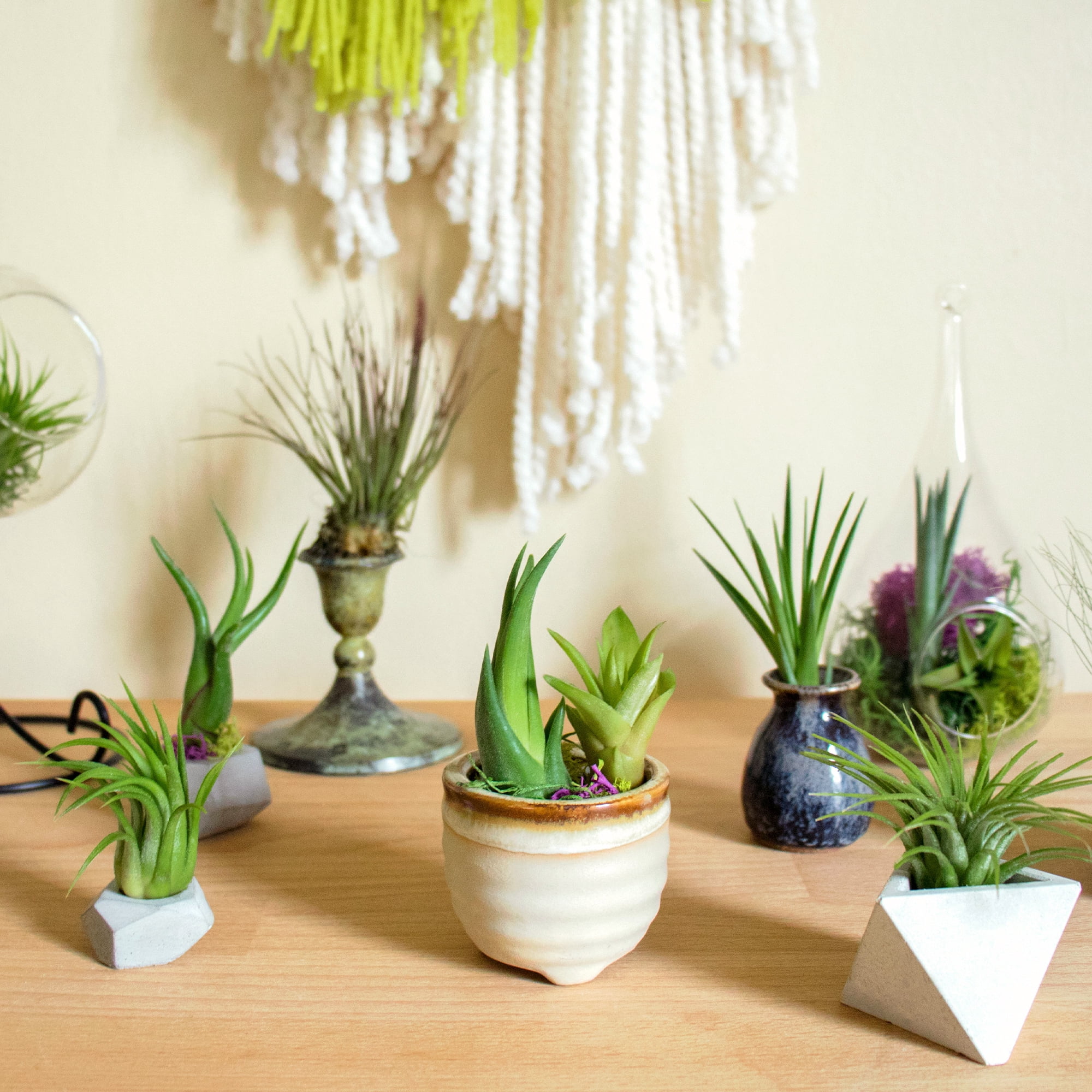 Altman Plants 4" Tillandsia Live Air Plants (6 Pack)