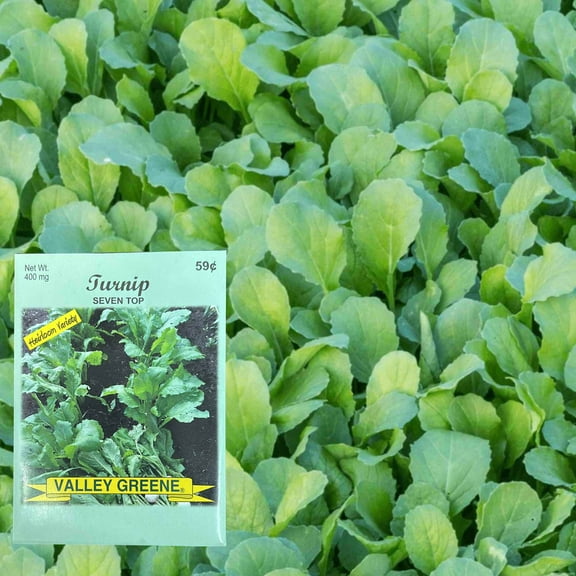 Valley Greene 400mg Turnip Seven Top Seeds :2CT