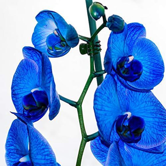 Becaristey Sufficient Quantity Reliable Orchid Sticks For Stable Plant Growth Wide Application Orchid Stakes