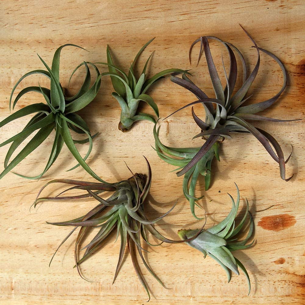 Buy Live Tillandsia Air Plants with Air Plant Fertilizer Variety Pack