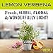 thumbnail image 5 of MRS. MEYER'S CLEAN DAY Liquid Laundry Detergent, Infused with Essential Oils, Lemon Verbena, 64 oz - Pack of 2 (128 Loads), 5 of 5