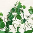 thumbnail image 3 of Clips autoadhesivos para plantas de pared, clips invisibles para plantas, soportes para plantas que ahorran espacio, clips para enredaderas fáciles de usar, material ABS duradero, accesorios para, 3 of 6