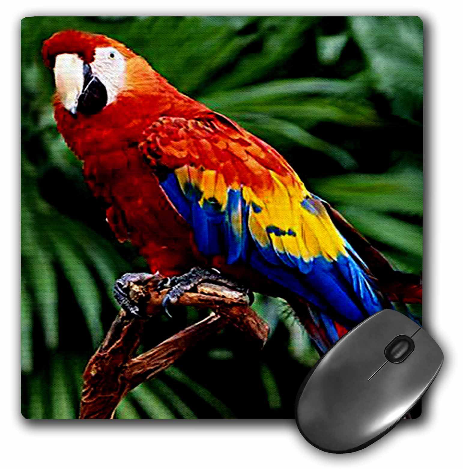 3dRose Scarlet Macaw, Mouse Pad, 8 by 8 inches - Walmart.com
