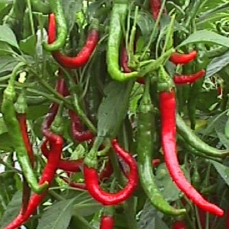 Cayenne Long Slim Hot Pepper Seeds