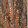 thumbnail image 2 of Dyed Blackbeard wheat bunch (Burnt Oak, Mango, Green) 40-60 stems 8 oz bunch Decorative Wheat Bundles -- Case of 20 Bunches - Burnt Oak, 2 of 3