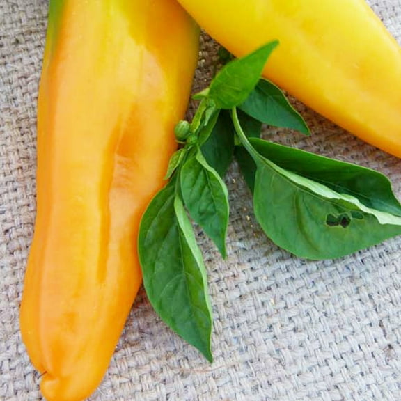 Golden Marconi Pepper Seeds - 250 mg ~30 Seeds - Heirloom, Open Pollinated, Non-GMO, Farm & Vegetable Gardening Seeds - Sweet Pepper