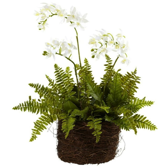 Mini Phalaenopsis & Fougère avec Pot de Fleurs