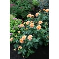 thumbnail image 3 of At Last® Rose, 3 of 8
