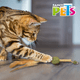 thumbnail image 5 of JUGUETE TOTEM DE MATATABI Y CATNIP CON PLUMAS, 5 of 5