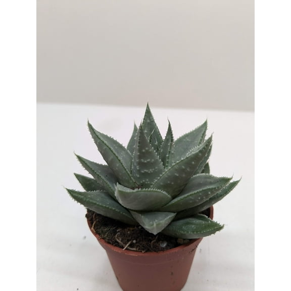 Succulent Haworthia Savanna, 3" Pot, Indoor Houseplant, Easy Care, Live Plant for Indoor & Outdoor