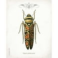 thumbnail image 3 of Babbitt, Gwendolyn 20x24 Black Modern Framed Museum Art Print Titled - Beetle III, 3 of 5