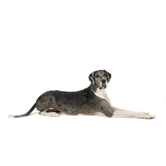 Posterazzi DPI1864753 Great Dane Dog Poster Print, 18 x 12