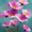 Poppies, variant on Vibrant Jellyfish Tempered Glass Canvas Sea Life Nautical Hanging Wall Art Decor