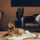 thumbnail image 3 of Methold Dale a tu mascota el regalo de una comodidad lujosa con nuestro cojín de esponja viscoelástica, cama para perro, cojín de felpa, Hábitats y jaulas para animales pequeños Beige METRO, 3 of 6