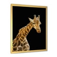 thumbnail image 2 of Designart 'Portrait of A Giraffe On Black Background II' Farmhouse Framed Art Print, 2 of 4