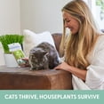 thumbnail image 3 of The Cat Ladies Organic Cat Grass Seed 8 oz, Non-GMO Blend of Wheat, Oats, Barley and Rye for Indoor Planting, 3 of 8