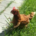 thumbnail image 4 of Juguetes de brazos de pollo musculosos para que los pollos usen, disfraz divertido, juguete de brazos de lucha con puños para fiesta temática de broma de mascotas, 4 of 6
