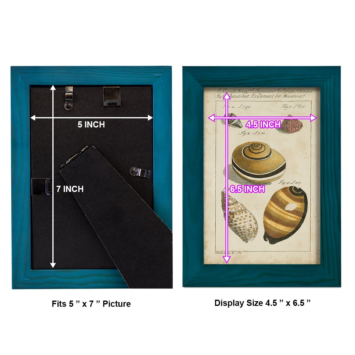 Vintage Shell Study IV -Framed Print w/glass-Ocean Blue