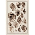 thumbnail image 2 of Sowerby, G.B. 13x18 Black Ornate Wood Framed with Double Matting Museum Art Print Titled - Shells: Purpurifera (Sepia), 2 of 4