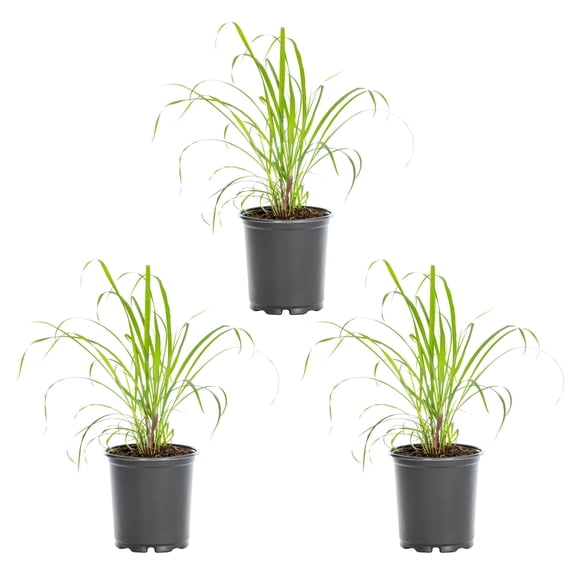 Expert Gardener 2.5QT Lemon Grass Live Perennial Plant Sun 3-Pack