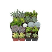 Shop Succulents Assorted Succulent (Collection of 20)