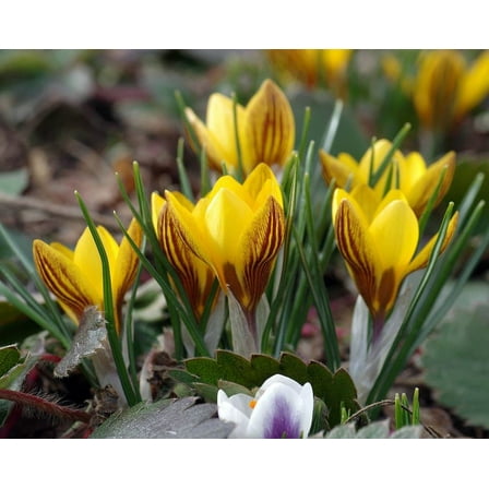 Fuscotinctus Snow Crocus - Perennial - 5/ cm - 20 Bulbs