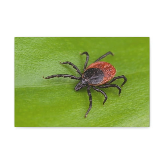 Majestic Tick Art Majestic Tick Print Animal Wall Art Wildlife Canvas Prints Wall Art Ready to Hang Unframed