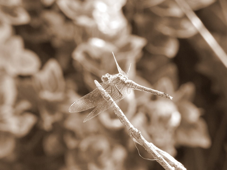 Branch details