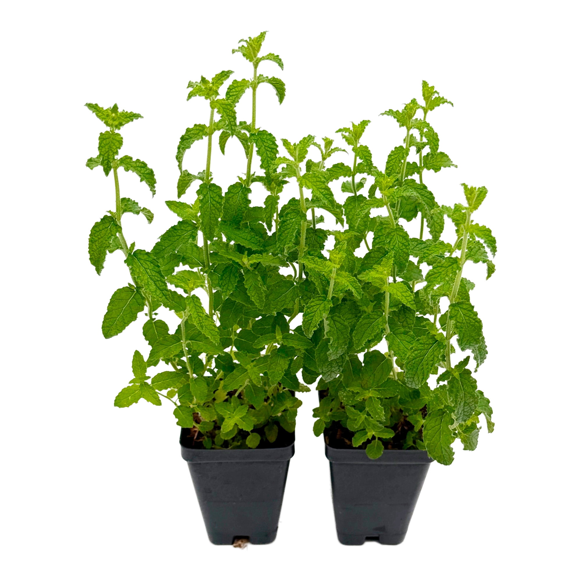 Strawberry Mint, 6-Pack, Live Plants in 2.5-inch Nursery Cubes | Mentha × piperita 'Strawberry' | Easy-Care Edible Perennial Herb, Minty-Strawberry Flavor