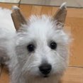 thumbnail image 2 of Prácticos Adhesivos para Soporte Orejas Perro Alisador Orejas Transpirable para Perro (10*5cm), 2 of 9