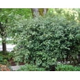 thumbnail image 2 of Elaeagnus Pungens I 1 Large Gallon Size Plant I Thorny Olive I Hardy Evergreen Shrub with Fragrant Blooms, Perfect for Hedges, Screening & Ornamental Garden Display, 2 of 6
