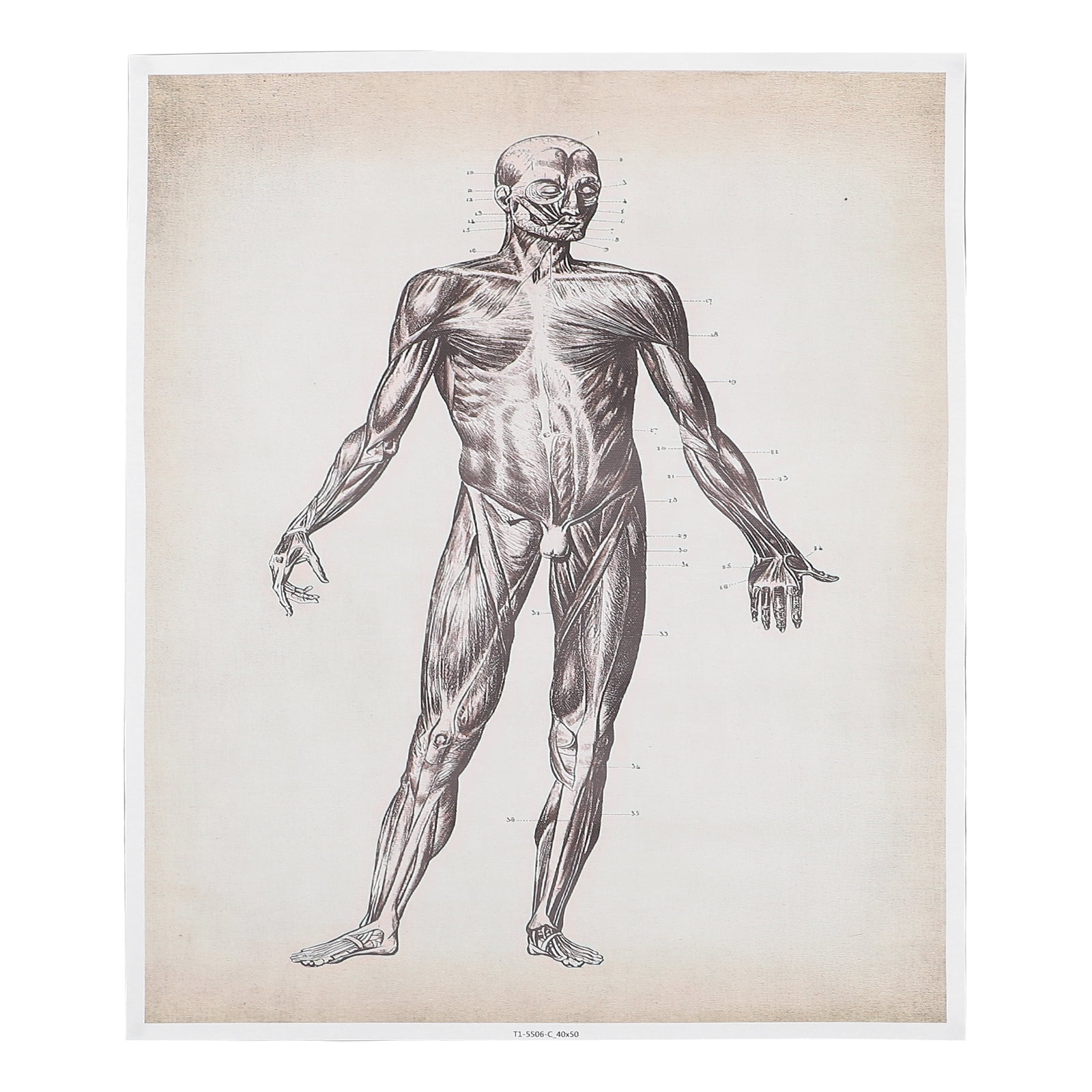 Human Anatomy Poster Teaching Anatomy Poster Wall Hanging Decor Anatomy