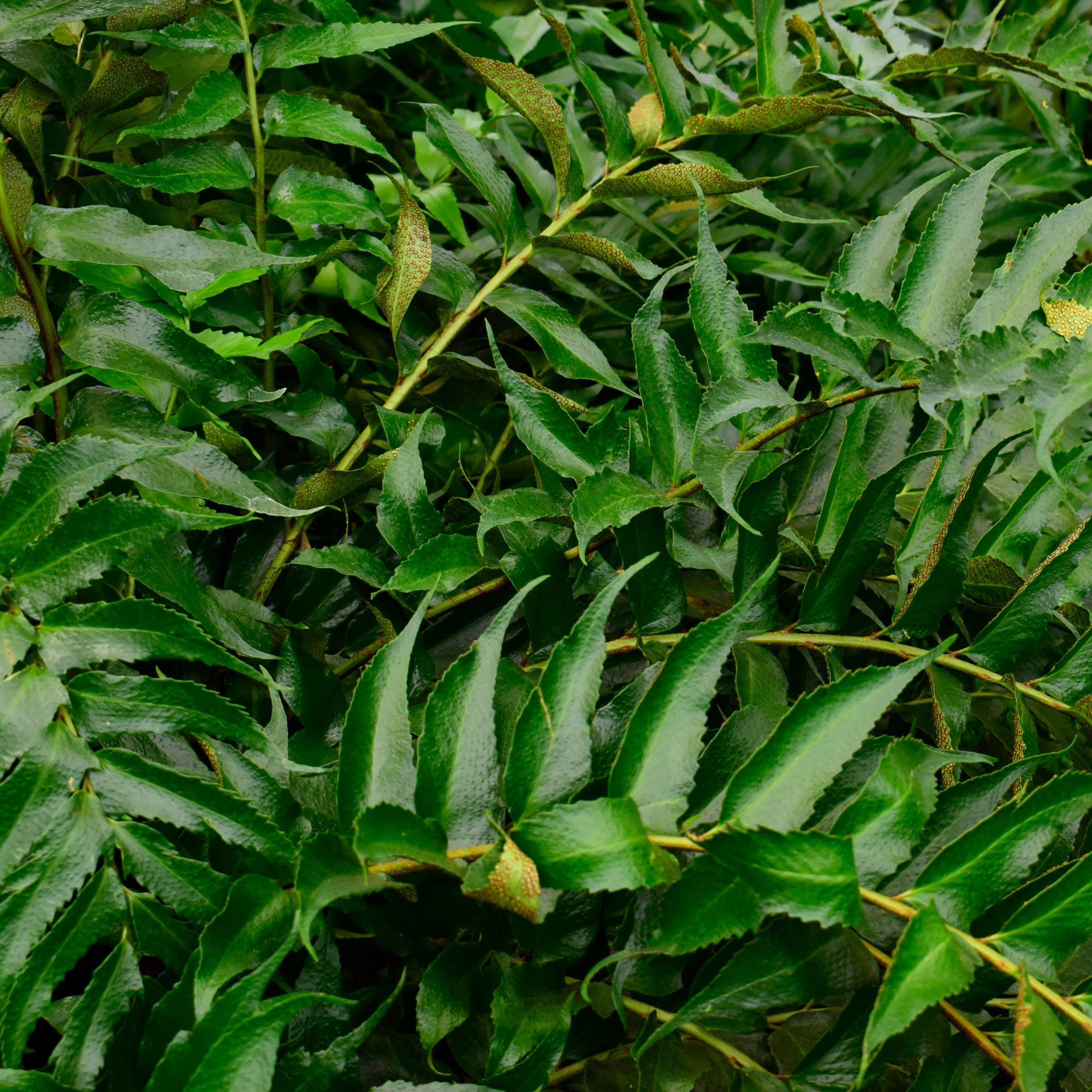 National Plant Network 1 gal. Holly Fern