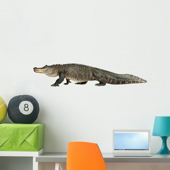 American Alligator 30 Years Wall Decal by Wallmonkeys Peel and Stick Graphic (36 in W x 7 in H) WM44321
