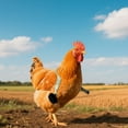 thumbnail image 5 of Jouet de Bras de Poulet Unique avec Accessoire pour Divertissement Interactif et Exercice d'Entraînement pour Animaux, 5 of 5